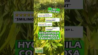 ⭐️⭐️⭐️⭐️⭐️ Customer Reviews - HYGROPHILA CORYMBOSA 'PARAWITOTA' RUGGED!