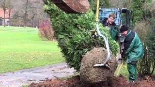 Baumpflanzung im Park