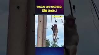 ఊయల ఆట ఆడుతున్న కోతి మామ..! #munkeyviralvideos #munkeyshorts #viralvideos #funnyvideos #ammu__555