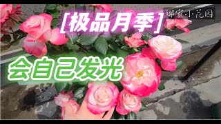 乡愁月季，一款能自体发光的月季，春天第一波花是无敌的can self shine ，Homesickness Rose