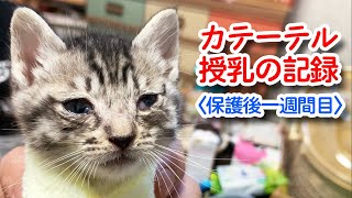 仔猫保護、自力で飲めずにカテーテルでの授乳の様子