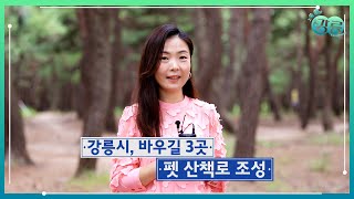 쏙쏙강릉 9월1주차 - 바우길, 반려견과 함께 걷는 펫 구간 개통- 강릉시, 무주택 저소득 청년 월세 지원