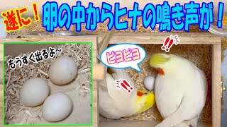 #059 孵化間近！オカメインコの卵の中からヒナの鳴き声が聞こえる