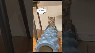 保護猫 おまめ　筋膜ローラーでトレーニング　#shorts #保護猫 #子猫 #子猫の成長記録