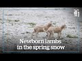 Watch: Newborn lambs in the spring snow | nzherald.co.nz