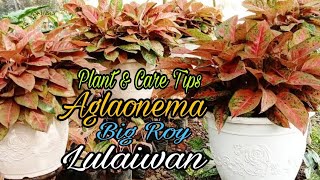 How to Plant Aglaonema Big Roy to Make it Look Beautiful || Large Clumps 1 Full Pot.