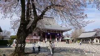 笹部桜 池上本門寺