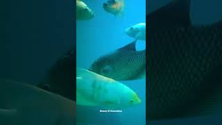 Black Giant Gourami In Avadi Exhibition #giantgourami #gouramifish #fish