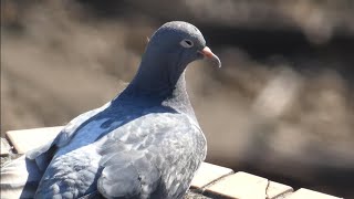 【ハト日記】日向ぼっこバブちゃん観察/Columba livia