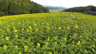 Yosano town sunflower festival in Japanese 与謝野町ひまわりフェスティバル