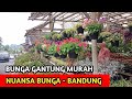 Review Harga Bunga Gantung Murah Dan Aneka Tanaman Hias Cantik Lainnya