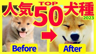 【2023】人気犬種ランキングTOP50♥子犬→成犬ビフォーアフター♥