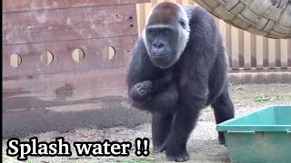 ゲンキ流奥義‼︎ゴリラ水鉄砲2連発⭐️Gorilla【京都市動物園】Special Move⁉︎ Genki shot a water gun from her mouth!