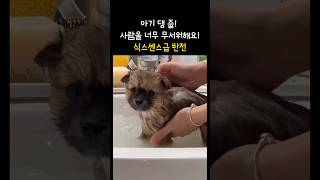 아기 유기견이 비명을 지른 이유