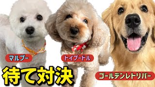 【対決】おやつを目の前にして どの犬種が長く待てを出来るのか？予想外の結果に...