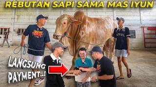 PENURUNAN 17 SAPI JUMBO DI KANDANG SETIA FARM JAWA BARAT..!