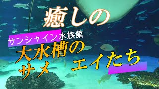 【癒しの】大水槽のサメ　エイたち　サンシャイン水族館