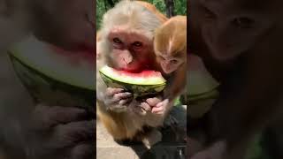 #Funny Monkey Loves Watermelon #animals #monkey #foryou #animals #thedodo #dodo #saveanimal #shorts