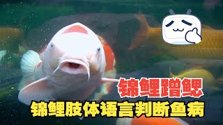 锦鲤肢体语言来判断鱼病—蹭鳃，锦鲤蹭鳃的4种情况都代表什么？