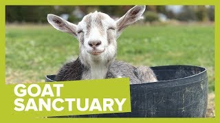 Inside an Adorable Goat Farm and Sanctuary