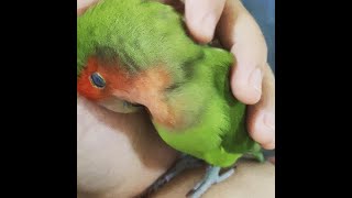 至福の時　コザクラインコカキカキタイム＃コザクラインコ好き