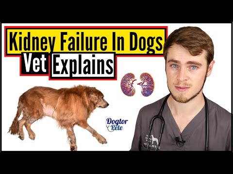 What causes high creatinine levels in dogs?