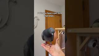 POV: you have a pet bird that bites...