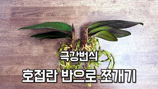 극강 호접란 번식법!! 호접란 반으로 쪼개서 번식하기!! Phalaenopsis Propagation!!