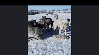 Alabai Dog vs Entire Wolf Pack