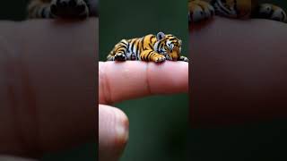 Mini Tiger