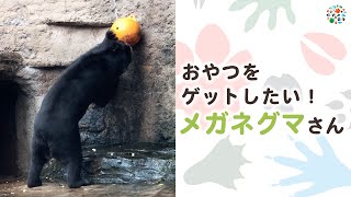 メガネグマの幸せおやつタイム（天王寺動物園）