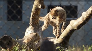 ユキヒョウ少年フクだけど　Cheetah 6Cubs 初公開  sep.27, 2021 Snow Leopard Cub