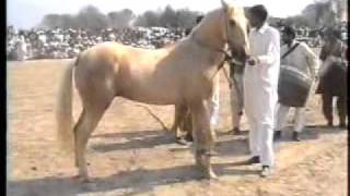 Horse Dance (10) Fare Hasil Wala (Haji Syed Ghulam Akbar Gillani).flv