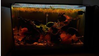 The Easiest Nano Blackwater Aquarium