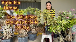 Hoa Giấy Phôi To Ghép Cẩm Thạch Đa Sắc Combo Lá Vàng Và Nhiều Loại Đẹp Giá Siêu Rẻ Khác