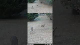 02-09-25 532 03pm Deer Busy in the Back Field Eating. #wildlife #deer #whitetaildeer