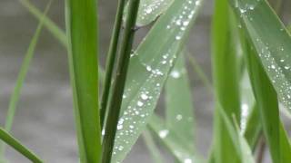 【HD 泉の森】雨の日の泉の森　しらかしの池