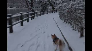 24 12 15柴犬ガン太　雪の朝