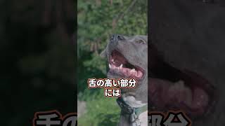 犬飼ってる人絶対見て！犬に薬を飲ませる方法！これだけ分かれば簡単！#shorts #犬 #犬の病気 #犬のいる暮らし