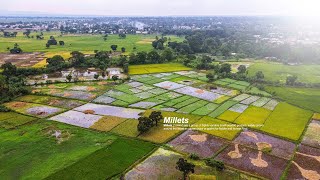 Millets (/ˈmɪlɪts/) Agriculture || Moshi - Kilimanjaro