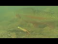 steelhead special underwater video