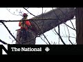 160,000 trees in Stanley Park being cut down