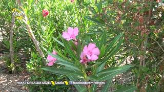 İzmir/Bayındır Arıkbaşı Köyünde Çiçek Yetiştiriciliği - Hayat Kırsalda Güzel / Çiftçi TV