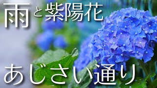 あじさい通り ｜ 雨と紫陽花 ｜ 梅雨 ｜ 収録音ママ ｜ アーカイブ集【東京原風景 by 小金井百景】