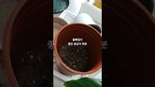 #배수층을 마사토 등으로 만들지 않아도  #배수가 잘 되는 화분