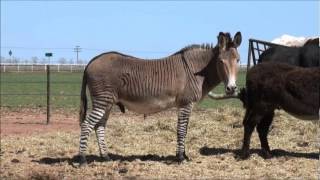 Zonkey, Watusi, Llama and Buffalo in Texas