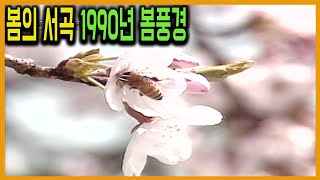 벚꽃 봄나들이 #봄의서곡 #1990년봄풍경