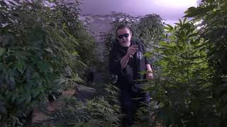Mother room cannabis jungle!