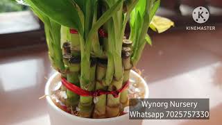 Lucky Bamboo 2 layer plant for sale. Free delivery. ലക്കി ബാംബൂ.