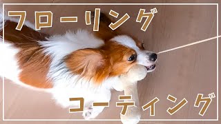 フローリング滑るんですけど！リンレイ 滑り止め 床用コーティング剤 #papillon #パピヨン